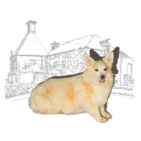 taxidermied corgi